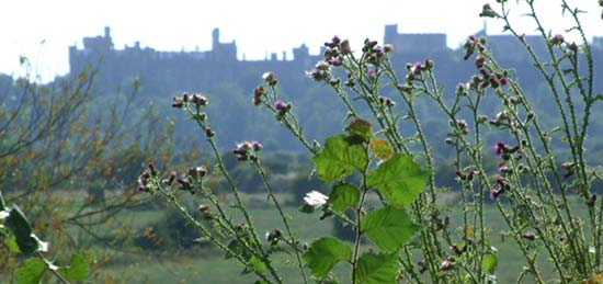 A view of Arundel Castle seen through some flowers
